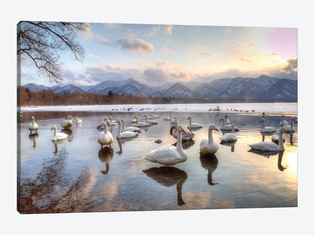 Whooper Swans In Lake Kussharo, Hokkaido, Japan by Darrell Gulin 1-piece Canvas Wall Art