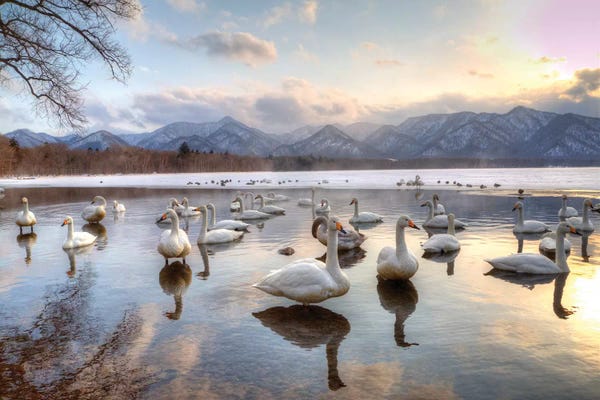 Darrell Gulin: Whooper Swans In Lake Kussharo, Hokkaido, Japan by Darrell Gulin