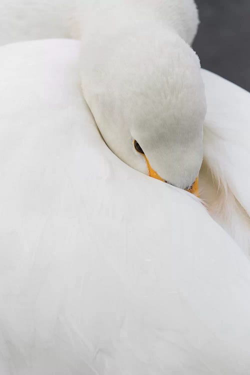 Whooper swans on frozen Lake Kussharo, Hokkaido