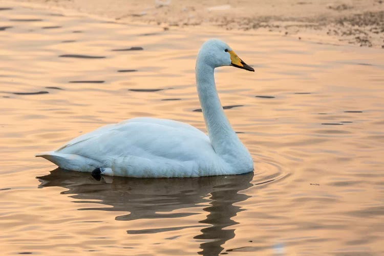 Whooper swans on frozen Lake Kussharo, Hokkaido