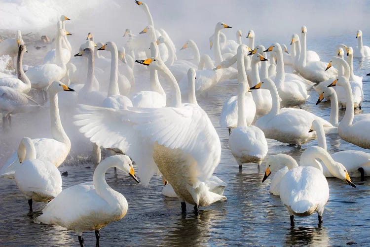 Whooper swans on frozen Lake Kussharo, Hokkaido