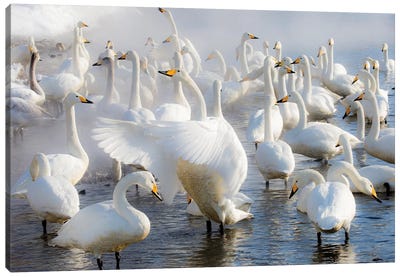 Whooper swans on frozen Lake Kussharo, Hokkaido Canvas Art Print - Darrell Gulin