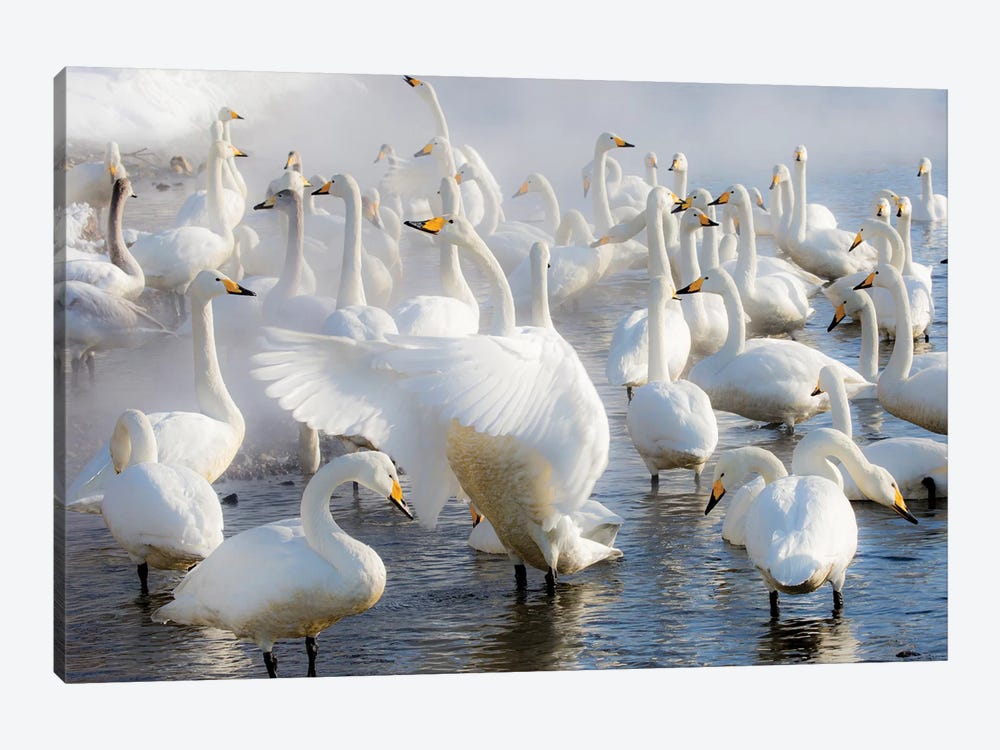 Whooper swans on frozen Lake Kussharo, Hokkaido by Darrell Gulin 1-piece Canvas Print
