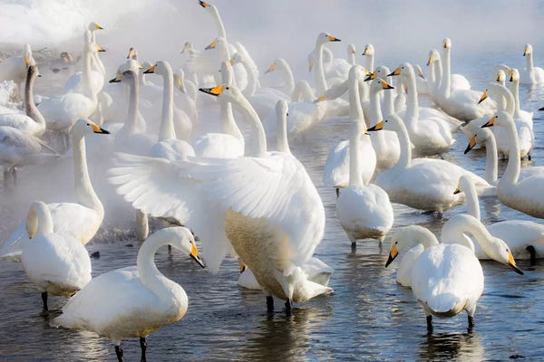 Darrell Gulin: Whooper Swans III, on frozen Lake Kussharo, Hokkaido by Darrell Gulin