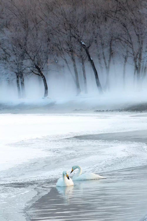 Whooper swans on frozen Lake Kussharo, Hokkaido