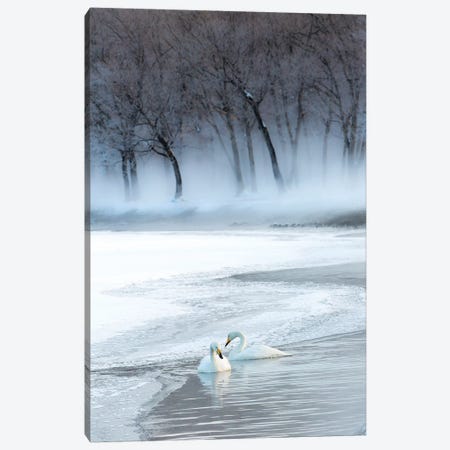 Whooper swans on frozen Lake Kussharo, Hokkaido Canvas Print #DGU158} by Darrell Gulin Canvas Art