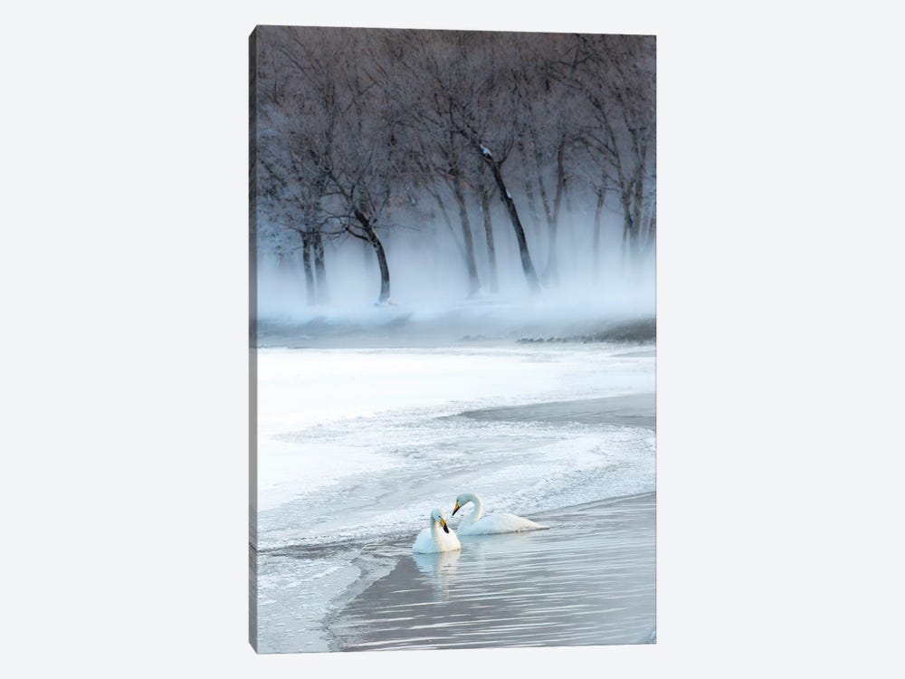 Whooper swans on frozen Lake Kussharo, Hokkaido by Darrell Gulin 1-piece Canvas Artwork