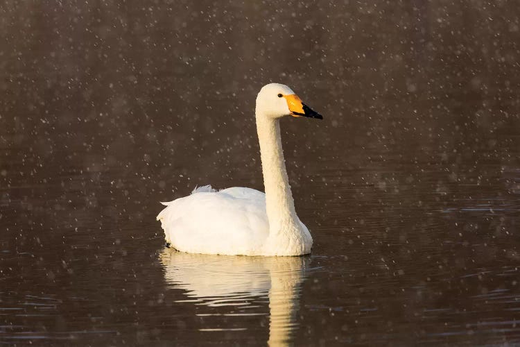 Whooper swans on frozen Lake Kussharo, Hokkaido