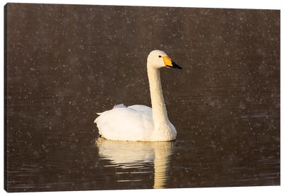 Whooper swans on frozen Lake Kussharo, Hokkaido Canvas Art Print - Darrell Gulin