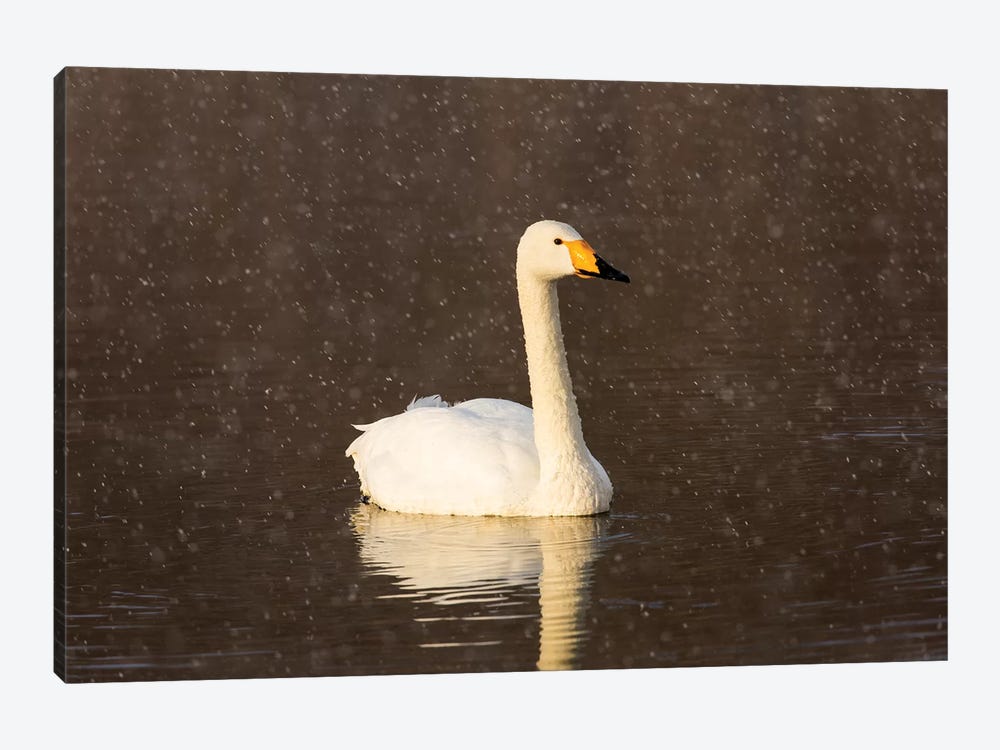 Whooper swans on frozen Lake Kussharo, Hokkaido by Darrell Gulin 1-piece Canvas Art Print