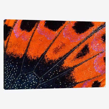 Butterfly Wing Macro-Photography VIII Canvas Print #DGU15} by Darrell Gulin Canvas Print