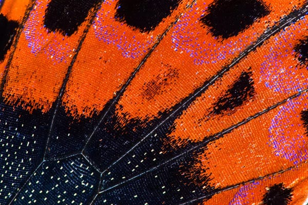 Wings: Butterfly Wing Macro-Photography VIII by Darrell Gulin