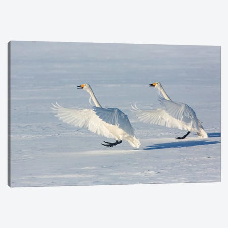 Whooper Swans On Frozen Lake Kussharo I, Hokkaido Canvas Print #DGU160} by Darrell Gulin Art Print