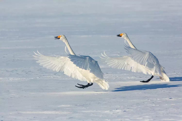 Whooper Swans On Frozen Lake Kussharo I, Hokkaido