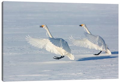 Whooper Swans On Frozen Lake Kussharo I, Hokkaido Canvas Art Print - Darrell Gulin