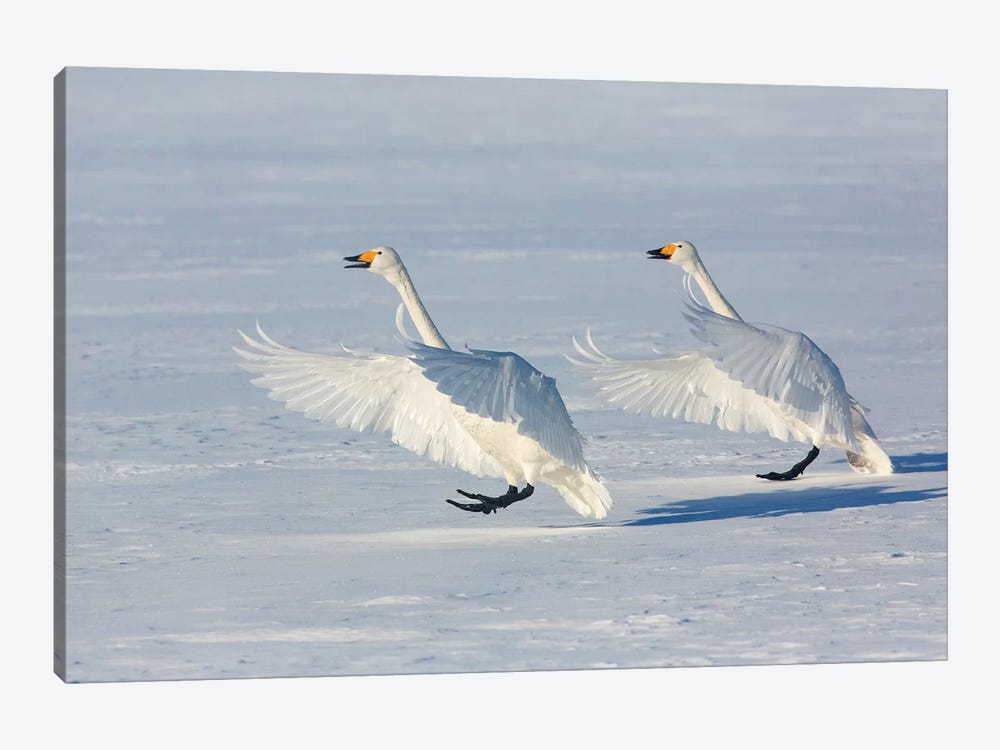 Whooper Swans On Frozen Lake Kussharo I, Hokkaido by Darrell Gulin 1-piece Canvas Print