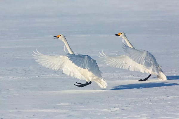 Darrell Gulin: Whooper Swans VI, on frozen Lake Kussharo, Hokkaido by Darrell Gulin