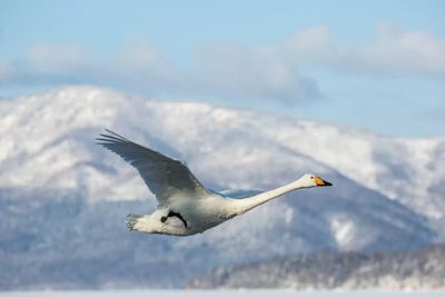 Whooper Swans VII, on frozen Lake Kussharo, Hokkaido by Darrell Gulin metal wall art