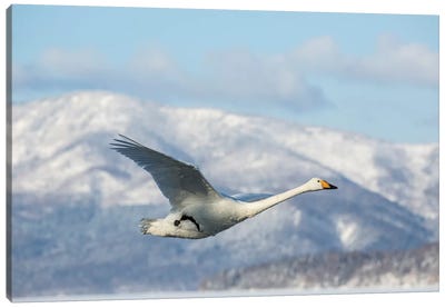 Whooper Swans On Frozen Lake Kussharo II, Hokkaido Canvas Art Print - Darrell Gulin