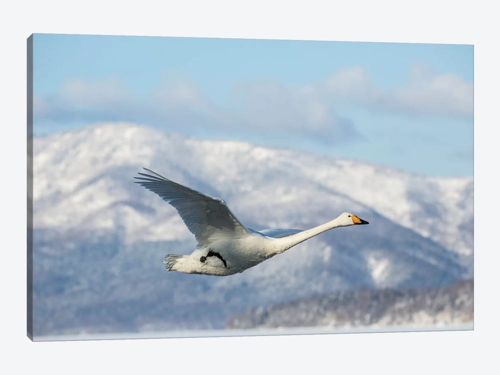 Whooper Swans On Frozen Lake Kussharo II, Hokkaido by Darrell Gulin 1-piece Canvas Artwork