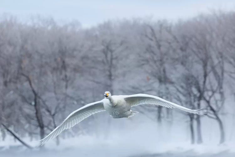 Whooper Swans On Frozen Lake Kussharo III, Hokkaido