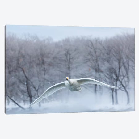 Whooper Swans On Frozen Lake Kussharo III, Hokkaido Canvas Print #DGU162} by Darrell Gulin Canvas Art Print