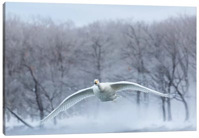 Whooper Swans On Frozen Lake Kussharo III, Hokkaido Canvas Art Print - Darrell Gulin
