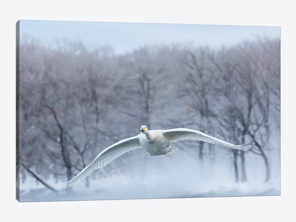 Whooper Swans On Frozen Lake Kussharo III, Hokkaido by Darrell Gulin 1-piece Art Print