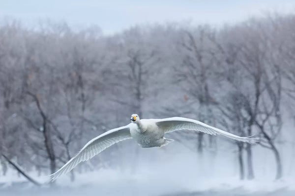 Darrell Gulin: Whooper Swans VIII, on frozen Lake Kussharo, Hokkaido by Darrell Gulin