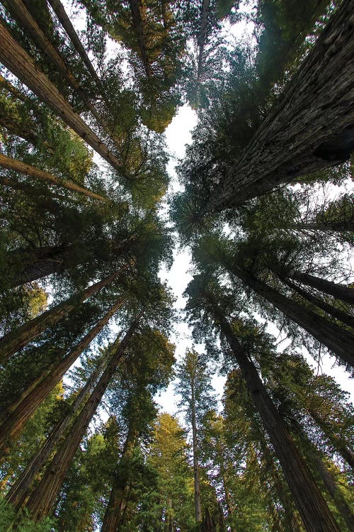 Looking Up Into Grove Of Redwoods, Del Norte Coast Redwoods State Park, California