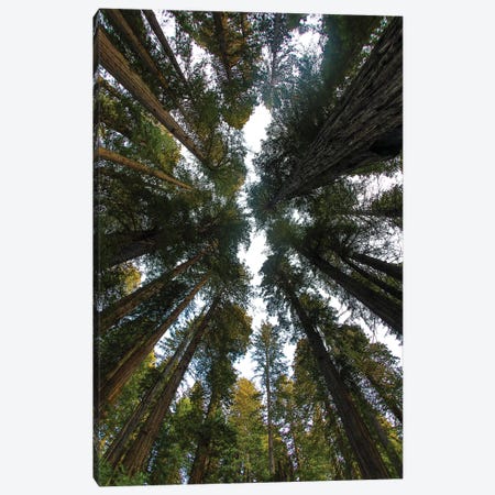 Looking Up Into Grove Of Redwoods, Del Norte Coast Redwoods State Park, California Canvas Print #DGU165} by Darrell Gulin Canvas Artwork