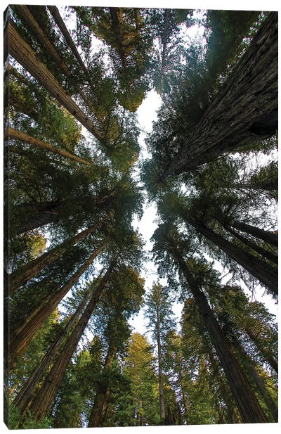Looking Up Into Grove Of Redwoods, Del Norte Coast Redwoods State Park, California Canvas Art Print - Redwood Tree Art
