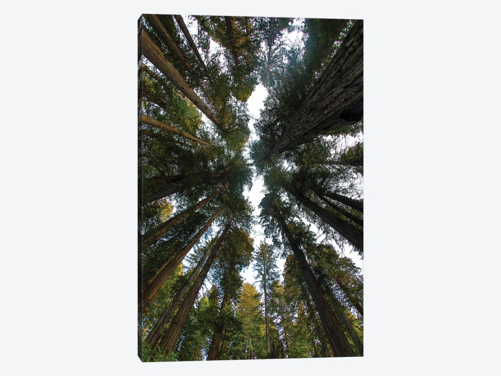 Looking Up Into Grove Of Redwoods, Del Norte Coast Redwoods State Park, California by Darrell Gulin 1-piece Canvas Art