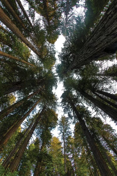Redwood Trees: Looking Up Into Grove Of Redwoods I, Del Norte Coast Redwoods State Park, California by Darrell Gulin