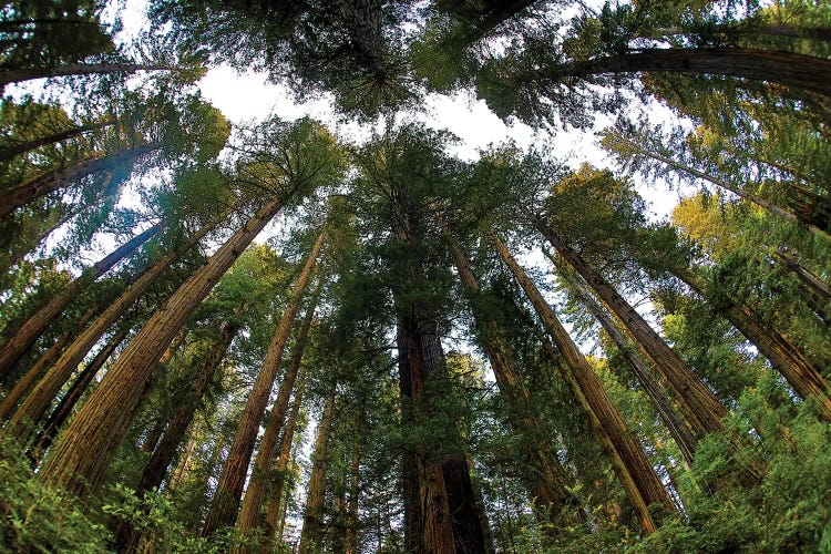 Looking Up Into Grove Of Redwoods, Del Norte Coast Redwoods State Park, California