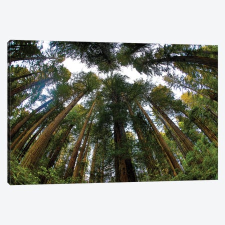 Looking Up Into Grove Of Redwoods, Del Norte Coast Redwoods State Park, California Canvas Print #DGU166} by Darrell Gulin Canvas Art