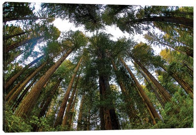 Looking Up Into Grove Of Redwoods, Del Norte Coast Redwoods State Park, California Canvas Art Print - Redwood Tree Art