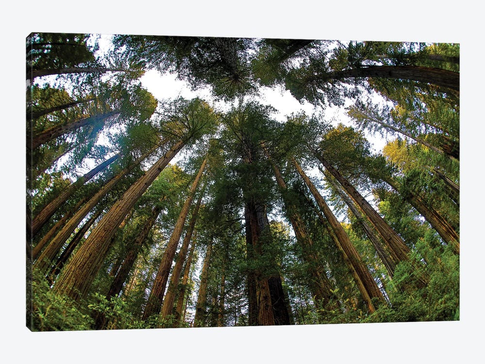 Looking Up Into Grove Of Redwoods, Del Norte Coast Redwoods State Park, California by Darrell Gulin 1-piece Canvas Print