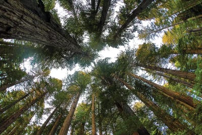 Looking Up Into Grove Of Redwoods III, Del Norte Coast Redwoods State Park, California by Darrell Gulin framed canvas print