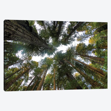 Looking Up Into Grove Of Redwoods, Del Norte Redwoods State Park, California Canvas Print #DGU167} by Darrell Gulin Canvas Wall Art