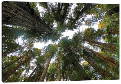 Looking Up Into Grove Of Redwoods, Del Norte Redwoods State Park, California Canvas Art Print - Redwood Tree Art