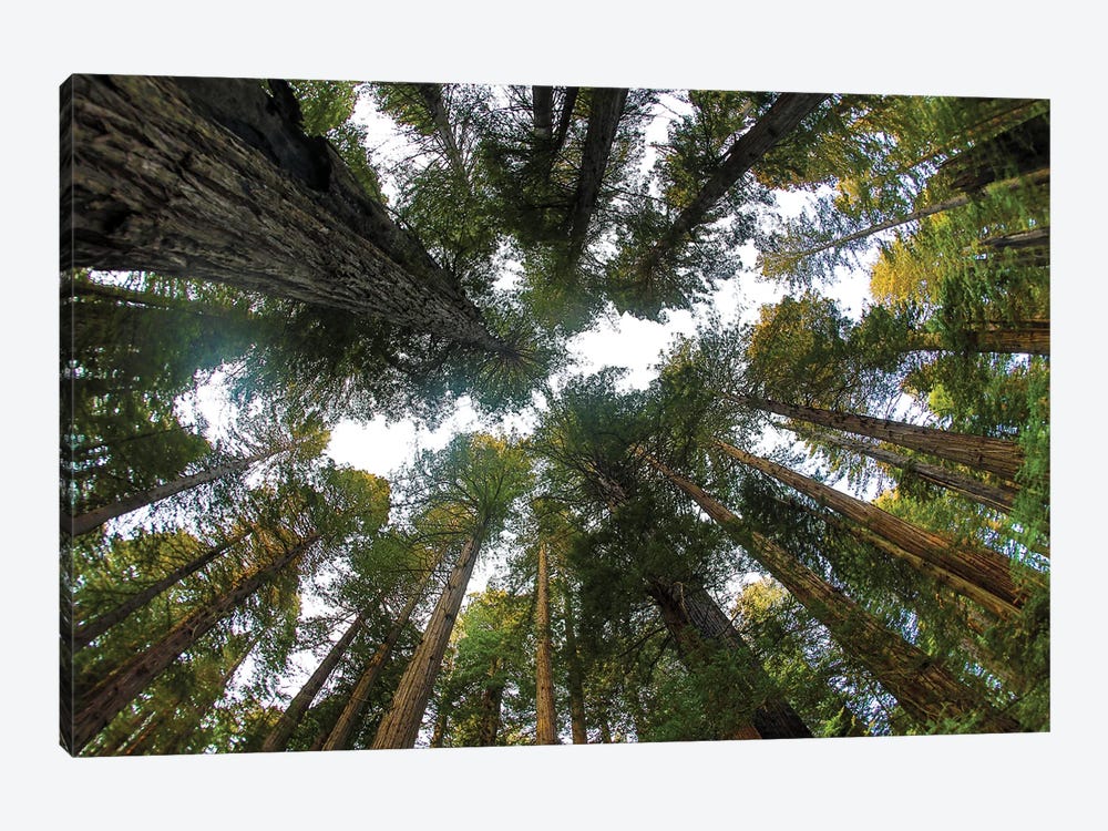 Looking Up Into Grove Of Redwoods, Del Norte Redwoods State Park, California by Darrell Gulin 1-piece Canvas Art