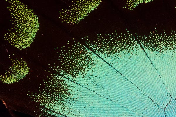 Darrell Gulin: Butterfly Wing Macro-Photography IX by Darrell Gulin
