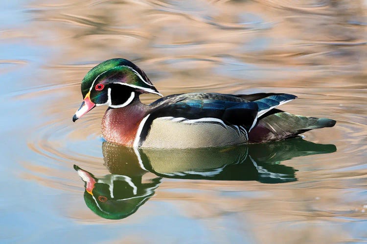 USA, New Mexico, Albuquerque Male Wood Duck