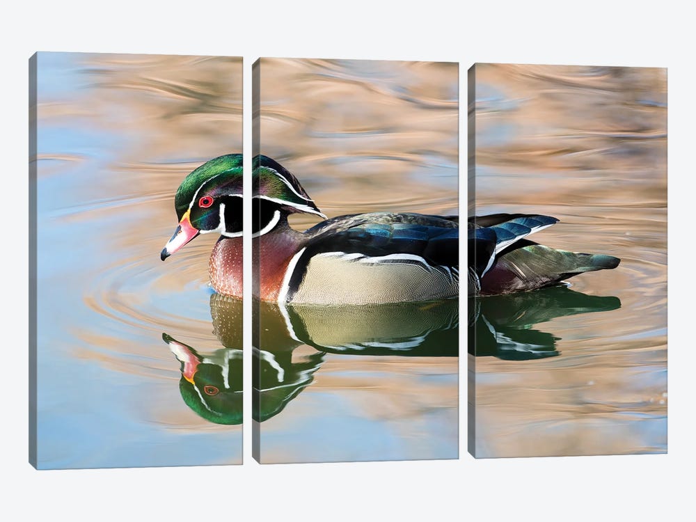 USA, New Mexico, Albuquerque Male Wood Duck by Darrell Gulin 3-piece Canvas Wall Art