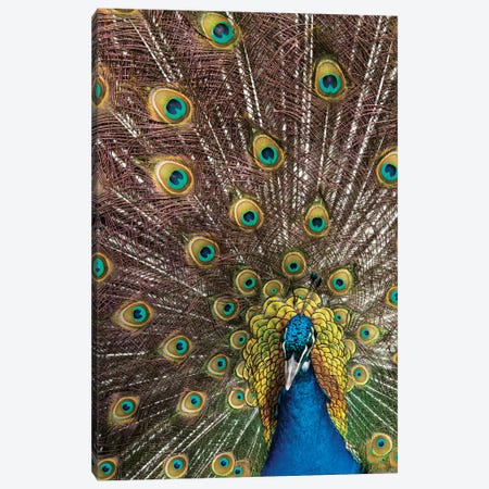 USA, Oregon, Tillamook Peacock Displaying Tail Feathers Canvas Print #DGU174} by Darrell Gulin Canvas Art Print