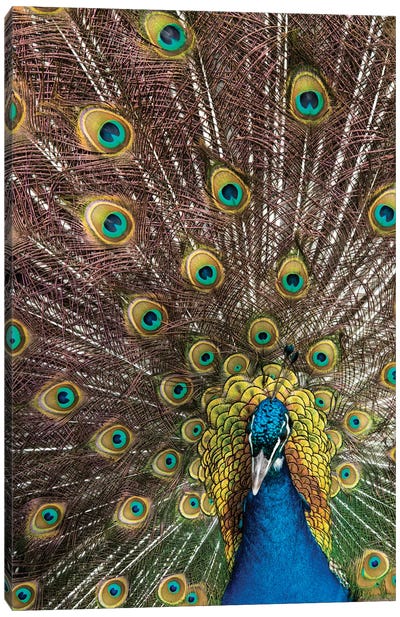 USA, Oregon, Tillamook Peacock Displaying Tail Feathers Canvas Art Print - Darrell Gulin