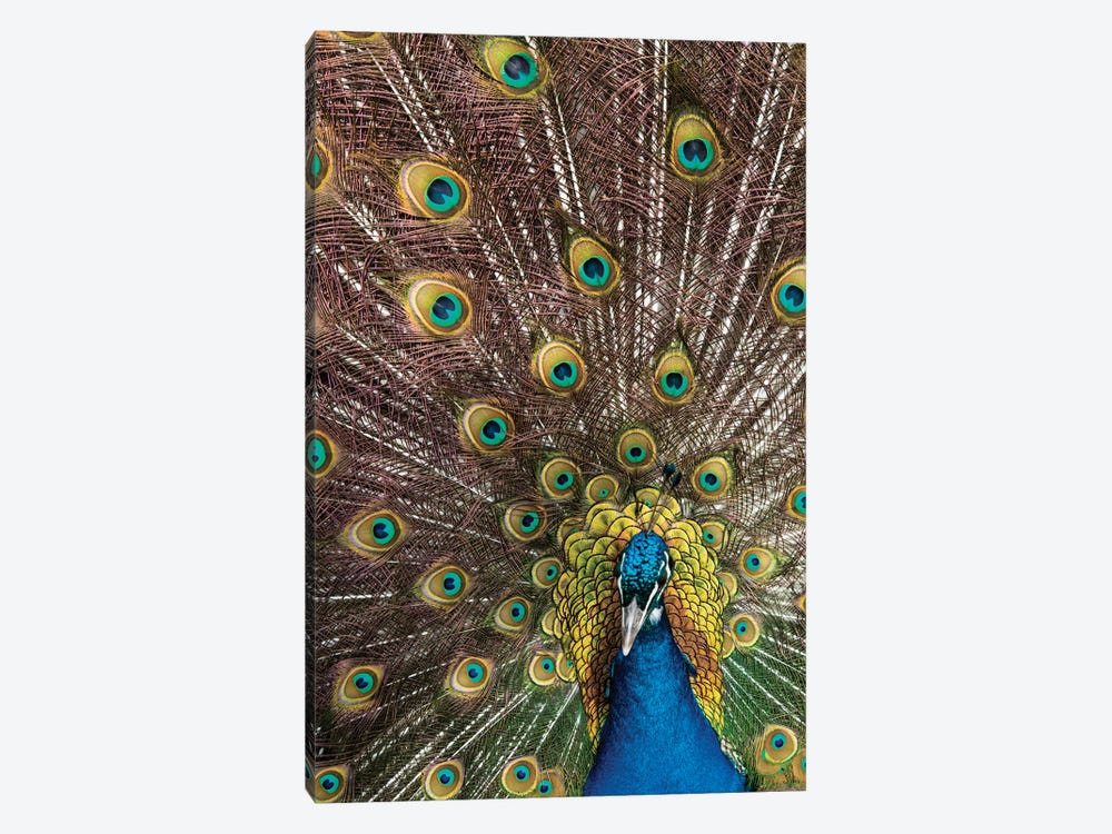 USA, Oregon, Tillamook Peacock Displaying Tail Feathers by Darrell Gulin 1-piece Canvas Art