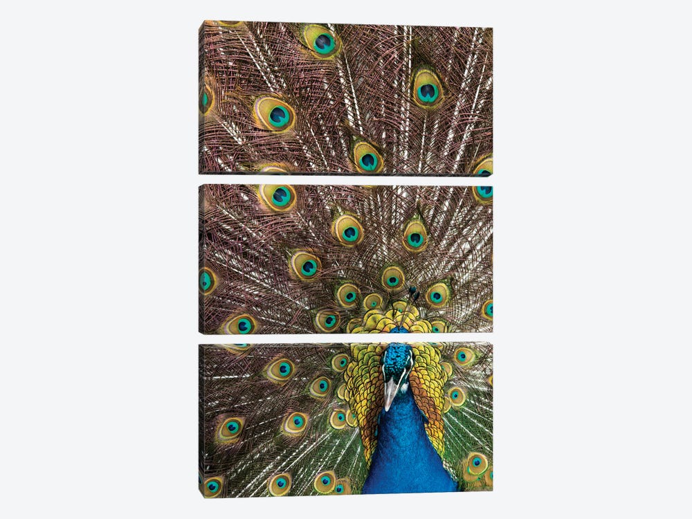 USA, Oregon, Tillamook Peacock Displaying Tail Feathers by Darrell Gulin 3-piece Canvas Artwork