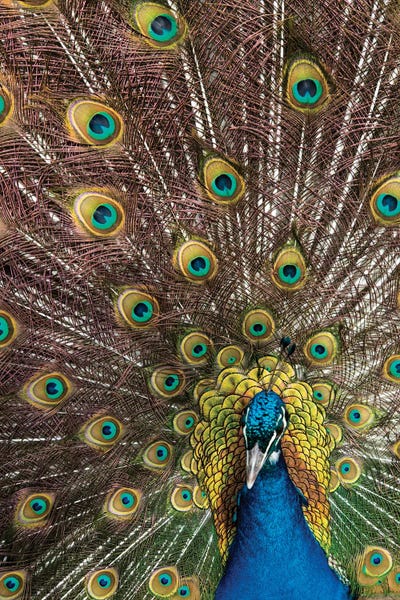 Darrell Gulin: USA, Oregon, Tillamook Peacock Displaying Tail Feathers by Darrell Gulin